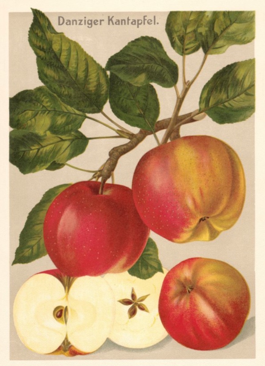 Historische Abbildung eines Zweigs mit Blättern daran zwei rot-gelbliche Äpfel, außerdem ein aufgeschnittener Apfels; BUND Lemgo