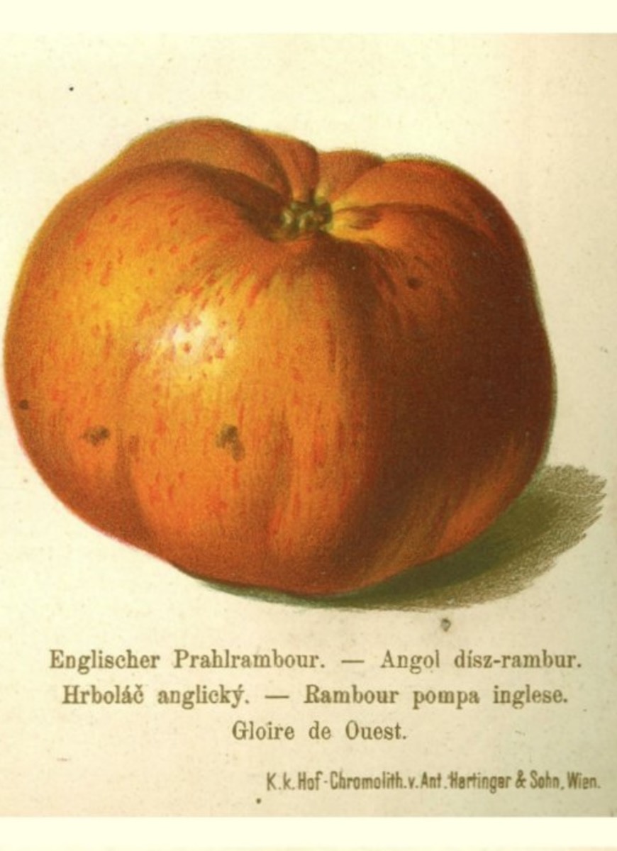 Historische Abbildung eines orange-rötlichen Apfels, darunter der Name in fünf Sprachen; BUND Lemgo