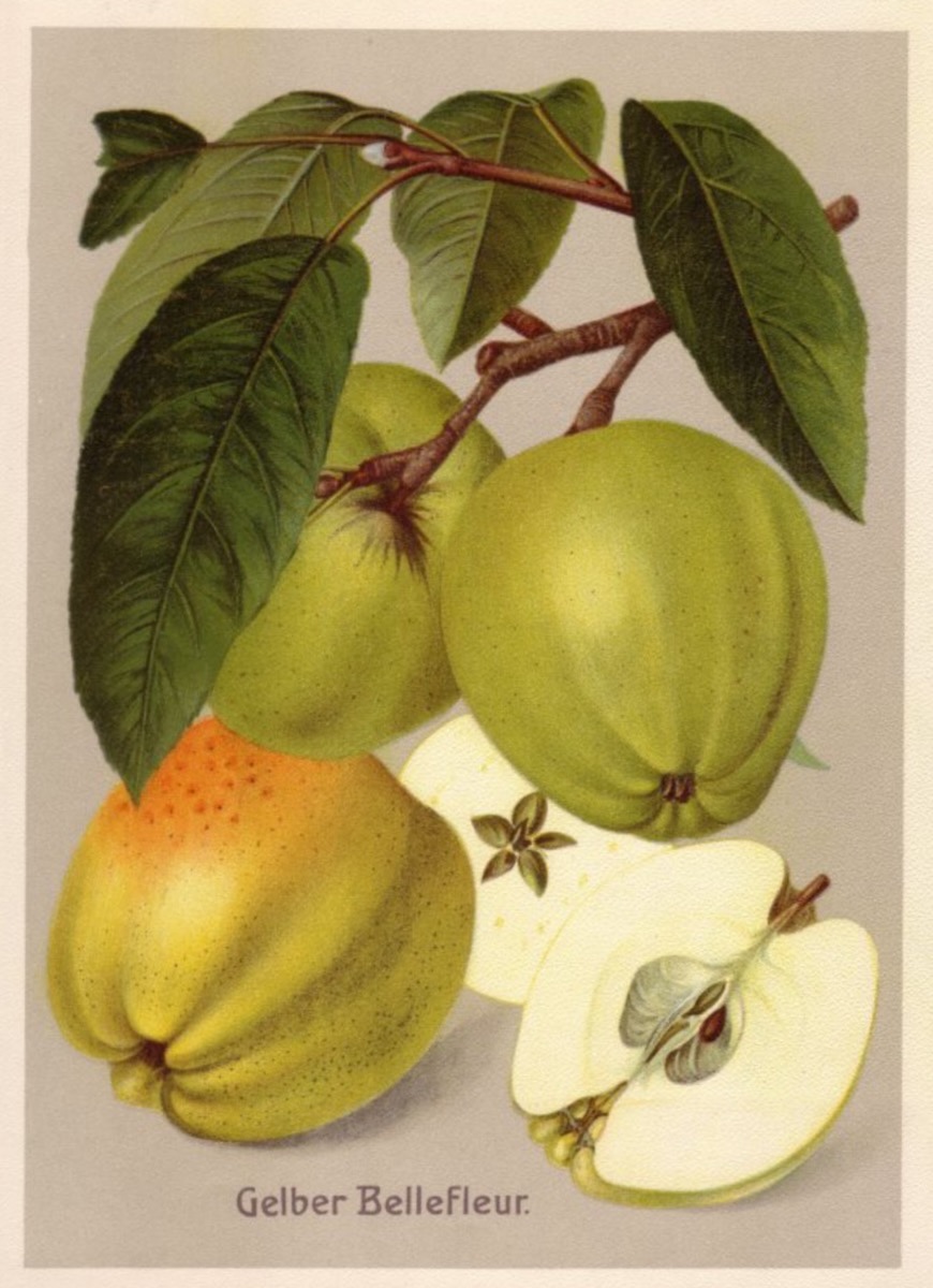 Historische Abbildung drei grünlichen Äpfeln an einem Zweig mit Blätter und einem aufgeschnittenen Apfels; BUND Lemgo