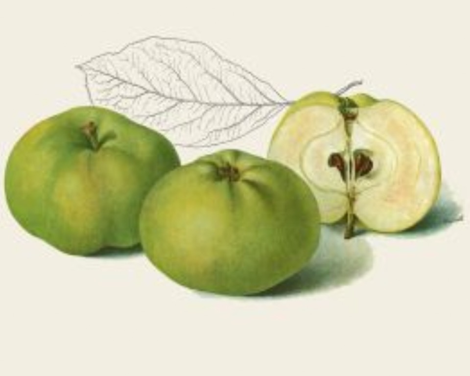 Historische Abbildung von zwei grünen und einem aufgeschnittenen Apfel; BUND Lemgo