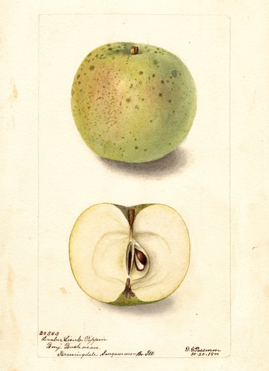 Historische Abbildung eines grünen Apfels mit unregelmäßigen kleinen Flecken sowie eines aufgeschnittenen Apfels; USDA