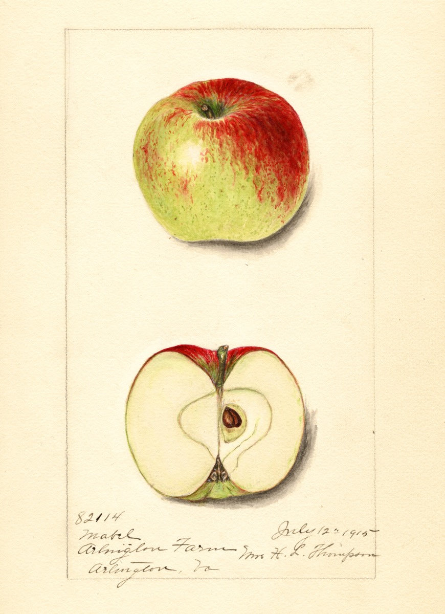 Historische Abbildung eines grünen Apfels mit einer roten Seite und eines aufgeschnittenen Apfels; USDA