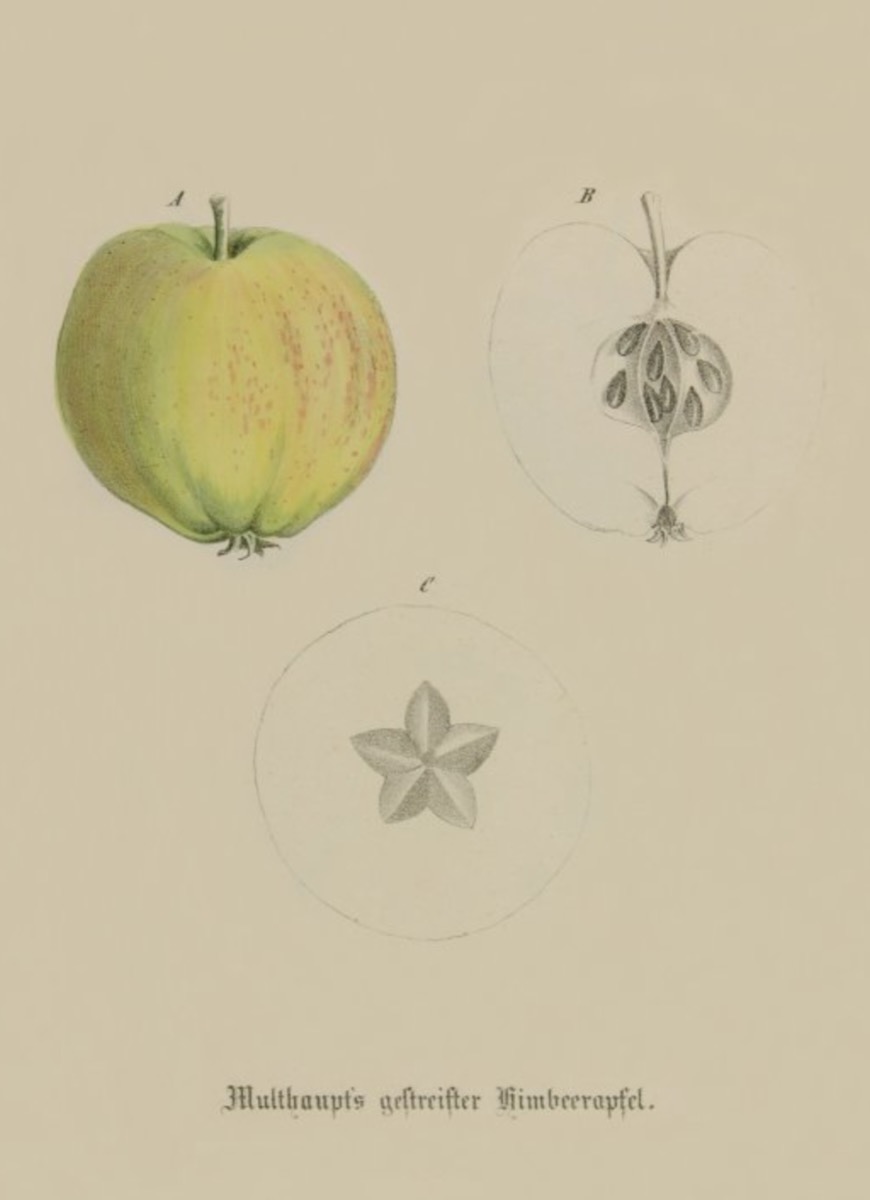 Historische Abbildung eines grün-rötlichen und eines aufgeschnittenen Apfels; BUND Lemgo