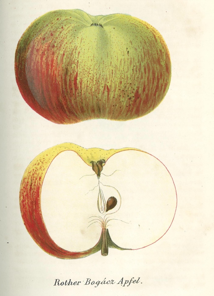 Historische Abbildung eines grün-rötlichen und eines aufgeschnittenen Apfels; Dt. Gartenbaubib.