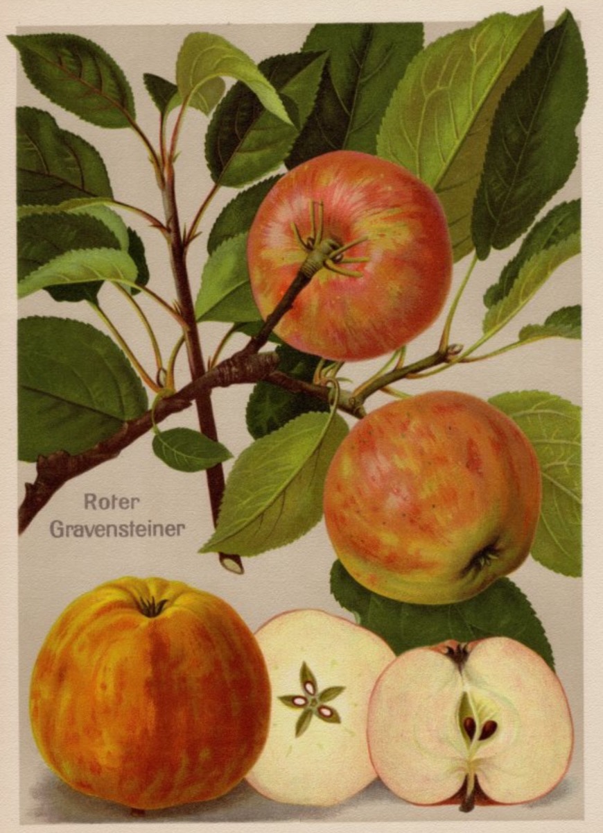 Historische Abbildung von drei rötlich-grünen Äpfeln, einem Zweig mit Blättern und einem aufgeschnittenen Apfel; BUND Lemgo