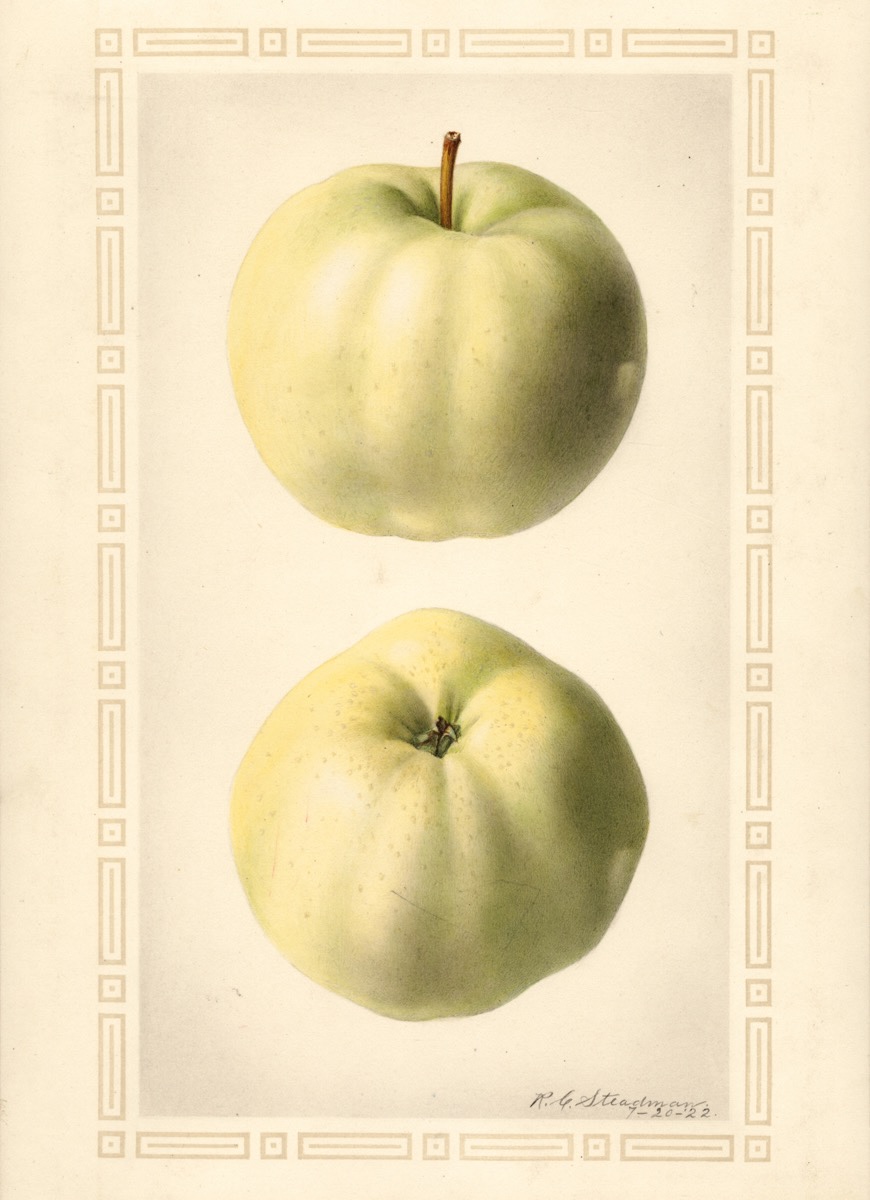 Historische Abbildung von zwei grünen Äpfeln; USDA