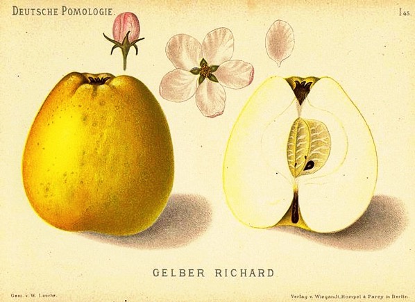 Historische Abbildung eines gelblichen und eines aufgeschnittenen Apfels, dazu Knospe und Blüte; gemeinfrei