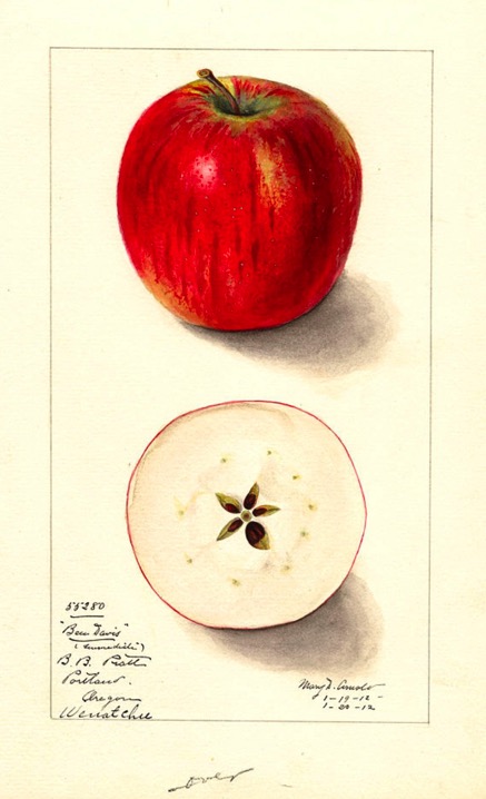 farbige Illustration eines roten und eines aufgeschnittenen Apfels; ©USDA, Public Domain