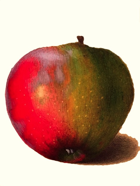 Illustration eines grünlich-roten Apfels, ©Verlag Hermann Schmidt