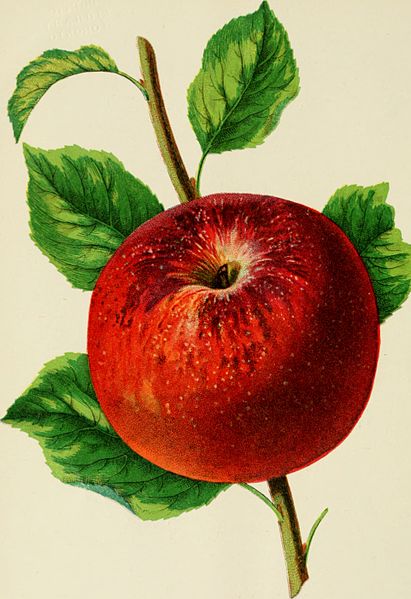 Illustrierte Abbildung eines roten Apfels mit Stiel und Blättern