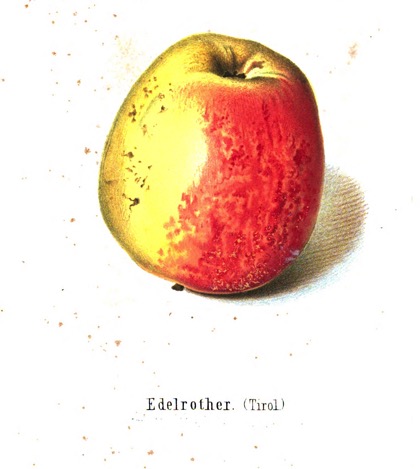 Kolorierte Abbildung eines gelb-roten Apfels, darunter der Text 
