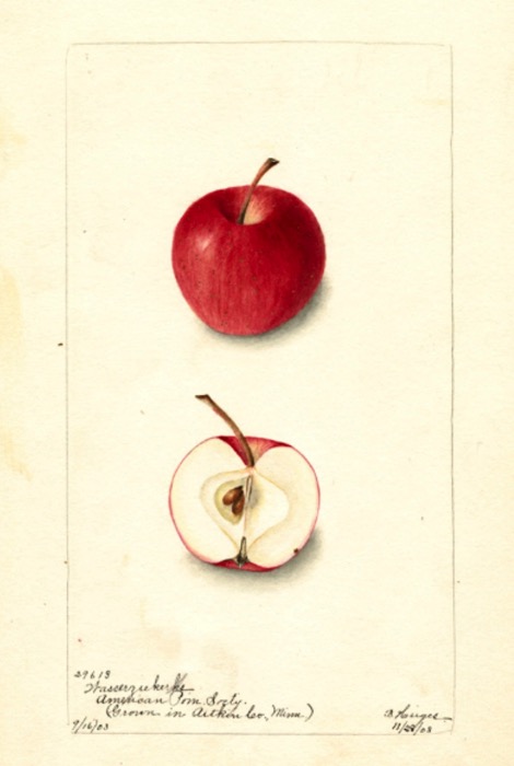 Farbige Illustration eines roten und eines aufgeschnittenen Apfels; ©USDA