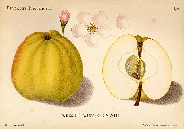 Illustration des Weissen Winter-Calvill, Blüte und aufgeschnitten, gemeinfrei