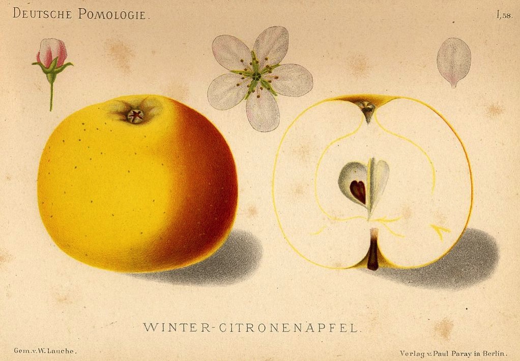 Zeichnung eines gelblich-roten Apfels, dazu Knospe, Blüte, Blatt und aufgeschnittene Hälfte, ©gemeinfrei 