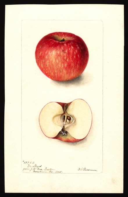 Aquarell eines rot-gesprenkelten Apfels, dazu Ansicht des aufgeschnittenen Apfels; ©USDA