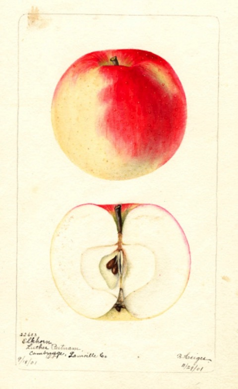 Farbige Illustration eines rotgeblichen Apfels, dazu ein Apfel im Querschnitt; USDA