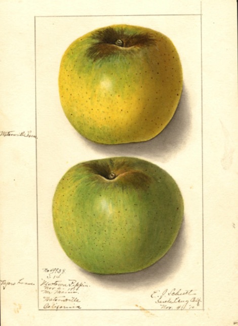 Historische Abbildung eines gelblichen und eines grünen Apfels; USDA