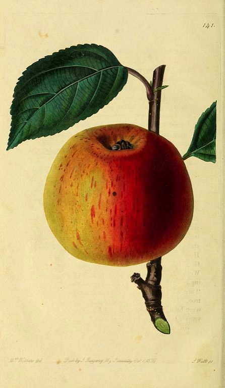 Historische Abbildunge eines rot-gelben Apfels, aus The Pomological magazine, © BHL, CC BY-NC-SA 2.0