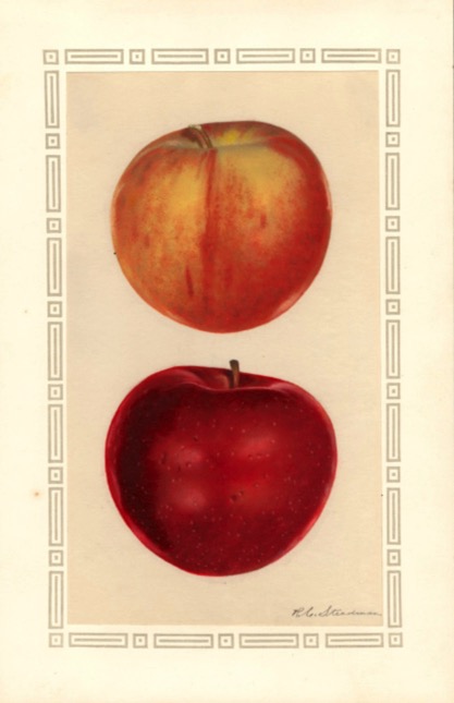 Aquarell eines rot-gelblichen und eines roten Apfels; ©USDA