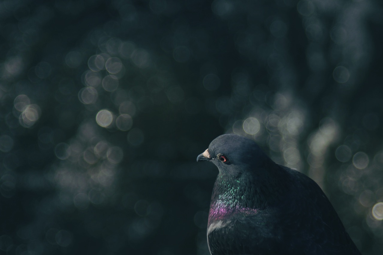 Eine Taube sitzend, von der Seite fotografiert; @ CC01 