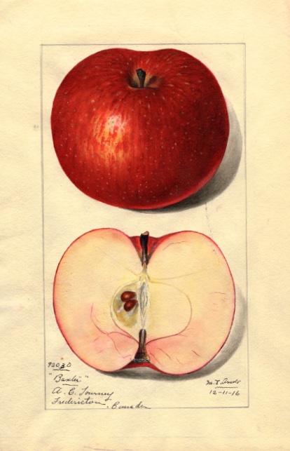Alte Illustration eines roten Apfels als ganze Frucht und im Querschnitt; @USDA
