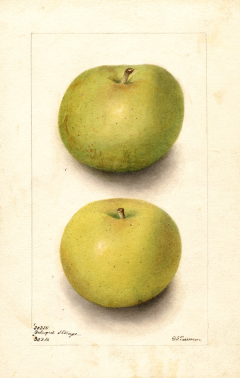 Aquarell eines grünlichen und eines gelblichen Apfels, zwei Früchte sind zu sehen; ©USDA
