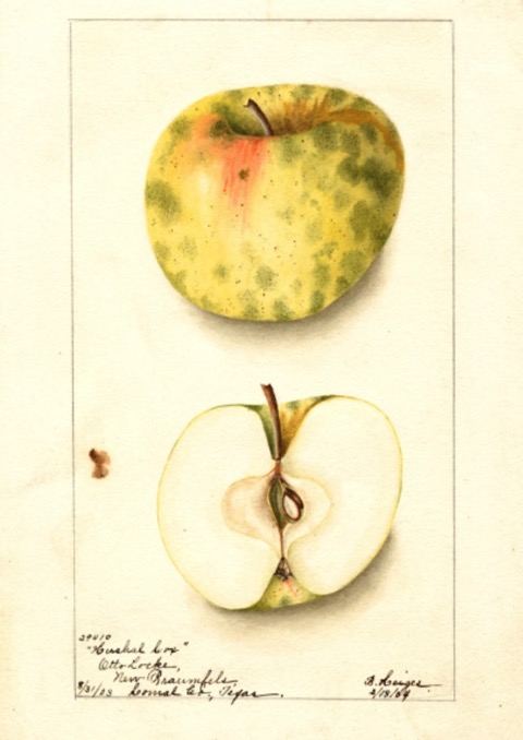 Historische Abbildung eines gelblich-grünlich getupften und eines aufgeschnittenen Apfels; USDA
