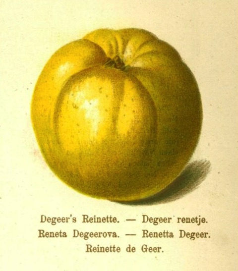 Historische Abbildung eines gelblichen Apfels; BUND Lemgo