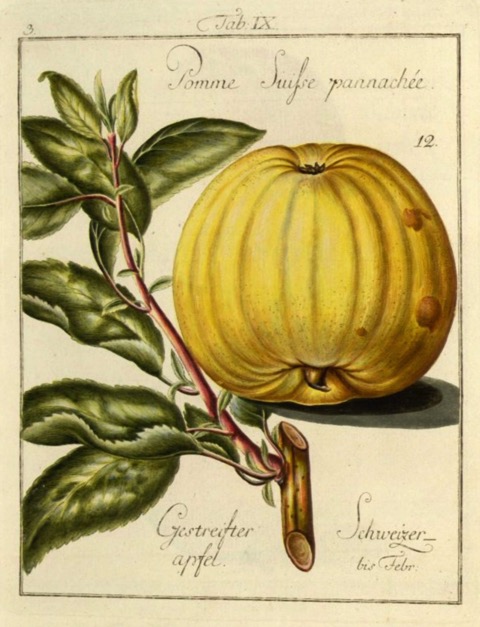 Historische Abbildung eines gelblichen Apfels und eines Zweigs; BUND Lemgo
