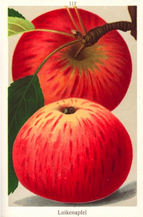 Historische Abbildung eines roten Apfels, einmal am Zweig mit Blatt, einmal liegend; Bund Lego
