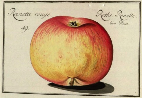 Historische Abbildung eines gelblich-rötlichen Apfels; @BUND Lemgo