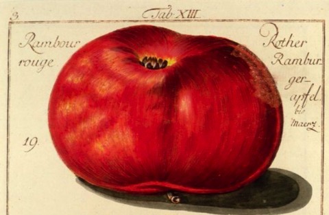 Historische Abbildung eines roten, in der Form platten Apfels; BUND Lemgo
