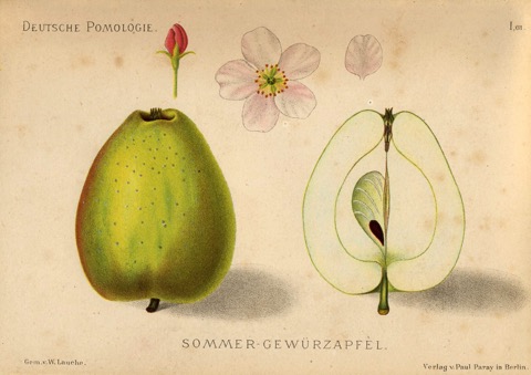 Historische Abbildung eines grünlichen und eines aufgeschnittenen Apfels; BUND LEMGO