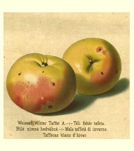 Historische Abbildung zweier gelblich-rötlicher Äpfel, darunter die Namensbeschriftung; 