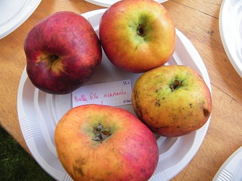 Foto von vier rot-gelben Äpfeln, die auf einem Teller liegen