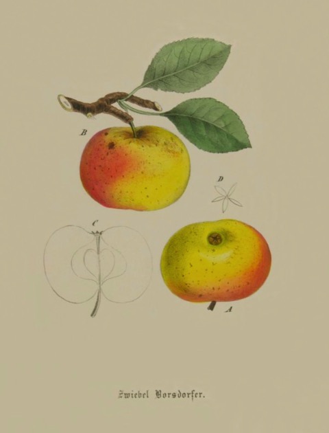 Historische Abbildung eines gelblich-rötlichen Apfels am Ast und eines auf von unten betrachteten Apfels; BUND Lemgo