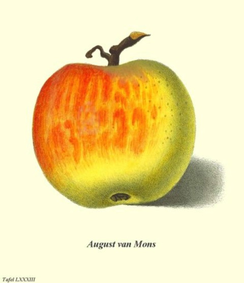 Historische Abbildung eines gelblich-rötlichen Apfels; BUND
