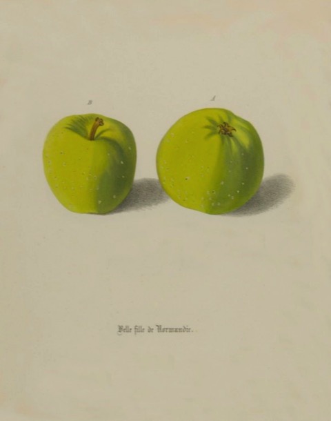 Historische Abbildung zweier grüner Äpfel; BUND Lemgo