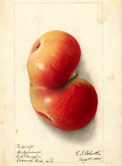 Historische Abbildung eines zusammengewachsenen gelblich-rötlichen Apfels; USDA