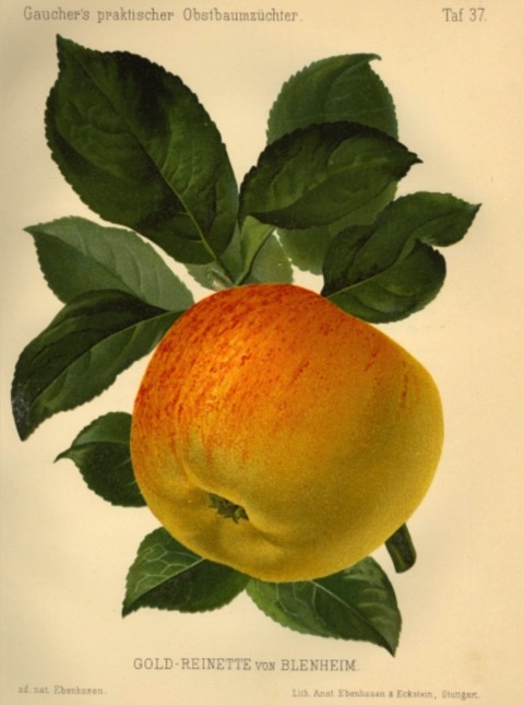 Historische Abbildung eines gelblich-rötlichen Apfels mit Blättern; BUND Lemgo