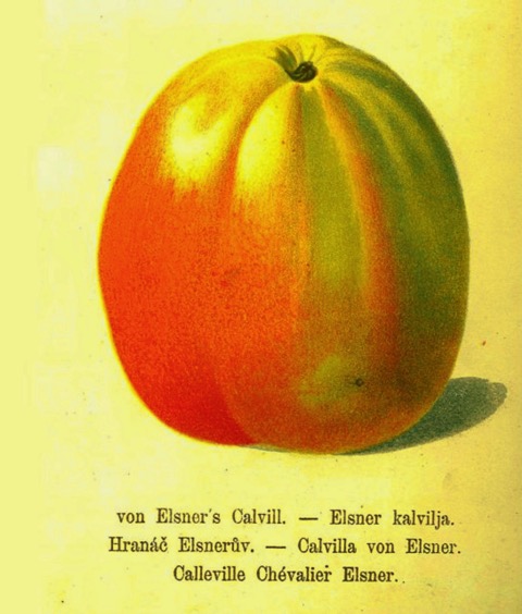Historische Abbildung eines rot-gelblichen Apfels; BUND Lemgo