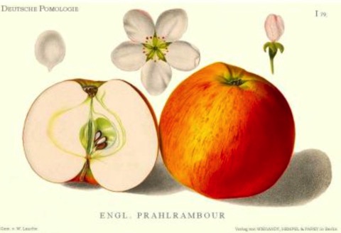 Historische Abbildung eines gelblich-rötlichen und eines aufgeschnittenen Apfels, dazu Blüten; BUND Lemgo