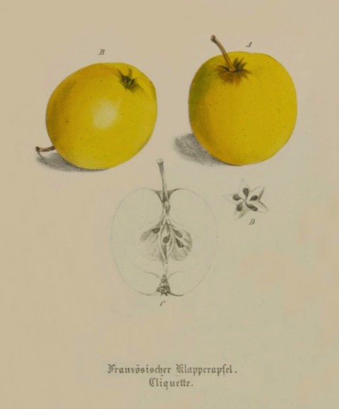 Historische Abbildung zweier gelber und eines aufgeschnittenen Apfels; BUND Lemgo