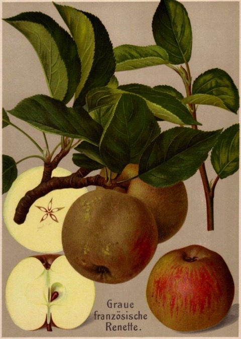 Historische Abbildung von Äpfeln am Zweig mit Blättern und im Aufschnitt; BUND Lemgo