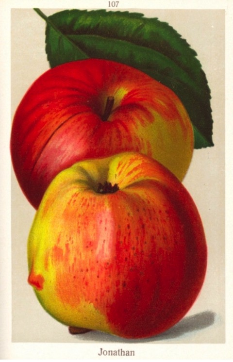Historische Abbildung zweier gelblich-rötlicher Äpfel und eines Blattes; BUND Lemgo