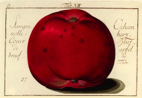 Historische Abbildung eines roten Apfels; BUND