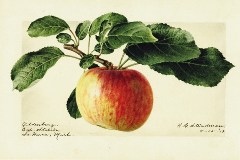 Historische Abbildung eines gelblich-rötlichen Apfels am Zeig mit Blättern; USDA