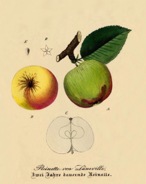 Historische Abbildung eines gelblichen, eines grünen und eines aufgeschnittenen Apfels; BUND Lemgo