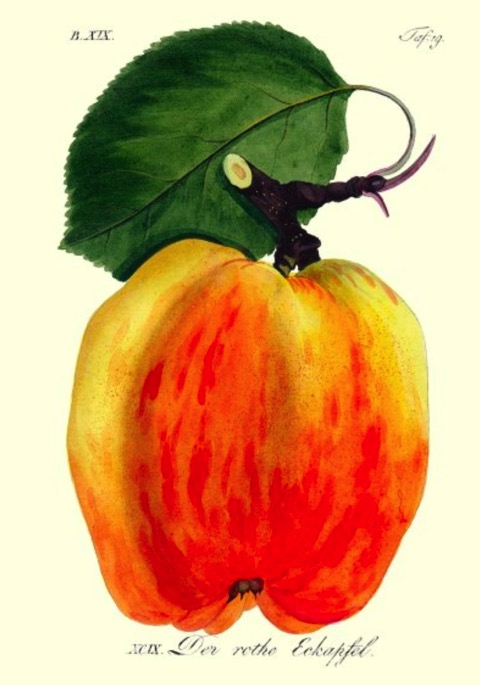 Historische Abbildung eines gelblich-roten Apfels mit Zweig und Blatt; BUND Lemgo