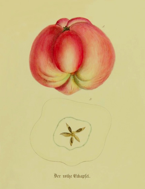 Historische Abbildung eines rötlichen Apfels, dazu ein Querschnitt; BUND Lemgo